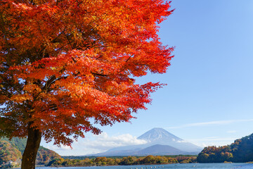 秋の富士山・精進湖湖畔の紅葉 山梨県