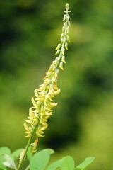 Crotalaria Pallida (smooth crotalaria) in nature. In traditional medicine, the plant is used to treat urinary problems and fever