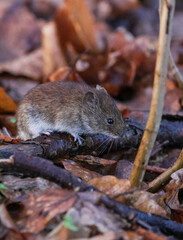 Bank vole portrait