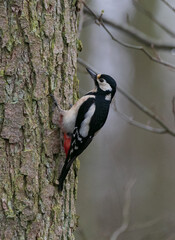 Female great spotted woodpecker on brown tree