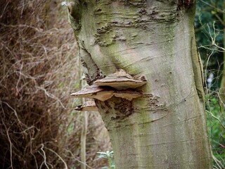 Bracket Fungi on a Tree
