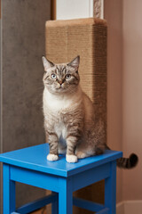 a beautiful cat sits on a blue chair against the background of a scratching post