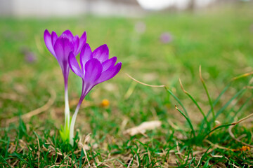 The awakening of nature in spring. A beautiful bright purple flower on a background of green grass. The arrival of warmth and colorful flowering.