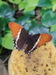 Colourful butterfly 
