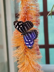 Colourful butterfly on a flower