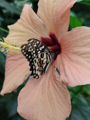 Colourful butterful on a hibiscus