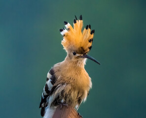 Eurasian hoopoe © Raimonds