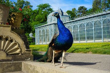 Beautiful colourful peacock