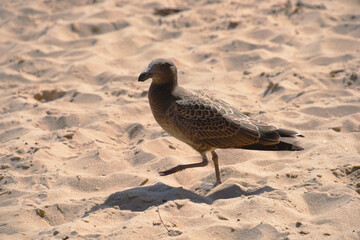 Black seagull walking on the beach