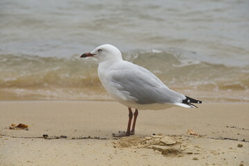 A seagull resting in front of water waves at the beach