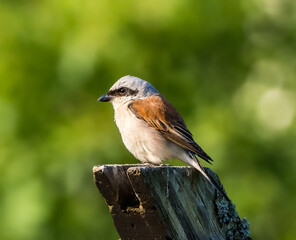 Red-backed shrike