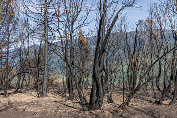 Forest near El Bols&oacute;n after a wildfire - traveling Patagonia in summer; Argentina, South America