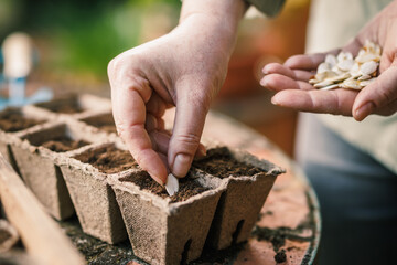 Farmers hand planting seed into seedling tray. Biodegradable peat pot for sowing and gardening