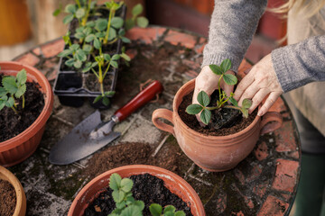 Planting strawberry seedling into flower pot on table. Spring gardening