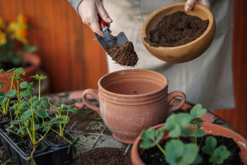 Gardener putting soil and compost into flower pot. Planting strawberry seedling