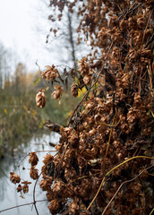 Sprouted dry Hops in the spring on the swamp
