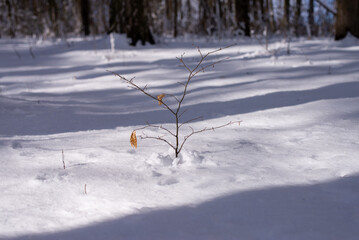 Młode drzewko rosnące w śniegu