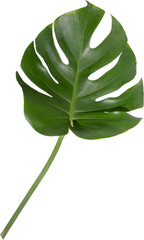 Fototapeta na wymiar Monstera leaf cutout on transparent background.