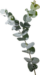 Eucalyptus leaf cutout on transparent background. © tanarch