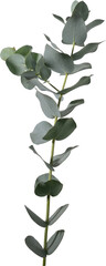 Eucalyptus leaf cutout on transparent background.