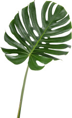 Monstera leaf cutout on transparent background.