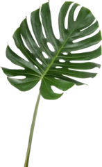 Fotobehang Monstera Monstera leaf cutout on transparent background.