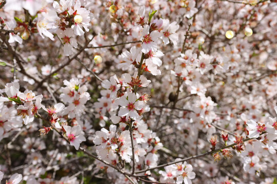 background of spring almond blossoms tree. selective focus