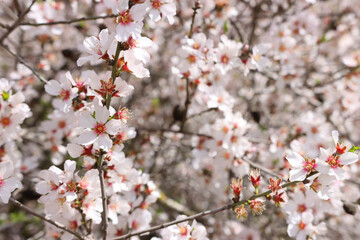 background of spring almond blossoms tree. selective focus