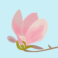 pink magnolia flower on blue background