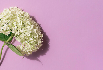 White hydrangea flower on the violet background. Top view. Copy space