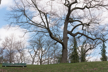 tree in the park