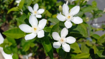 blooming white flower in the garden