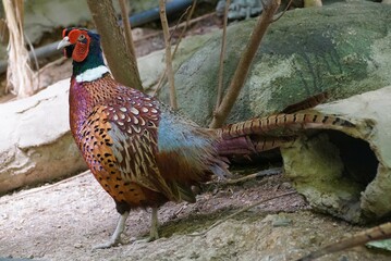 Close up of the beautiful feathers of Ring-Necked Pheasant