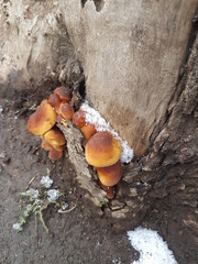 mushrooms on tree