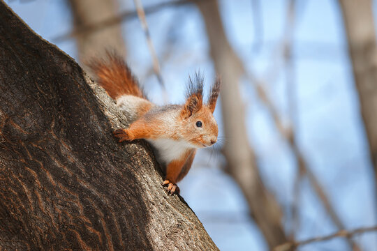 selective image of red squirrels eating nut on wooden stump