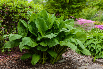 Hosta Plant in garden. Beautiful blooming hosts in the garden. Hostа plant for the shady garden. Green hostа in the Park