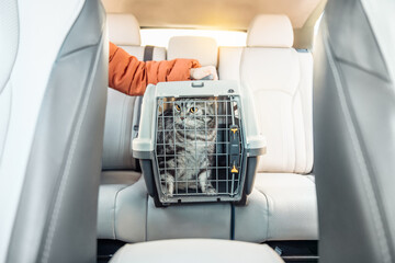 Cat in a cat carrier near the owner on a back seat of modern car. Comfortable travel with pets...