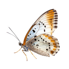 rare butterfly isolated on white