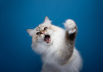 playful white birman cat raising paw with mouth open playing wild on blue background with copy space