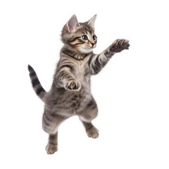cat jump isolated on white © Tidarat