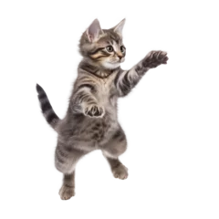 Foto op Plexiglas cat jump isolated on white © Tidarat