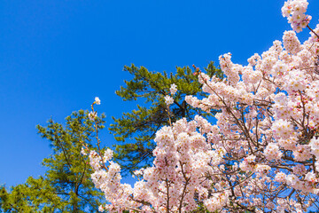 Cherry blossoms and pine trees in full bloom against the blue sky