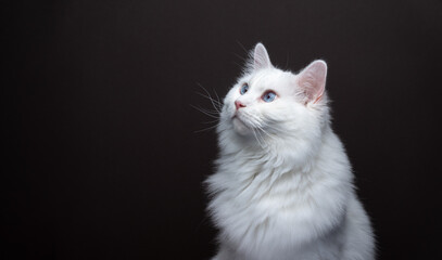 fluffy white ragdoll cat looking to the side at copy space. portrait on brown background with copy...