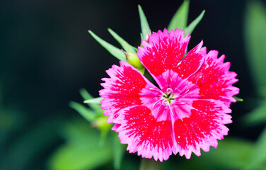 red dahlia flower close