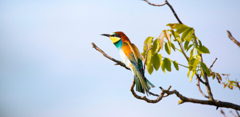 European bee-eater sits on a tree and looks for food.