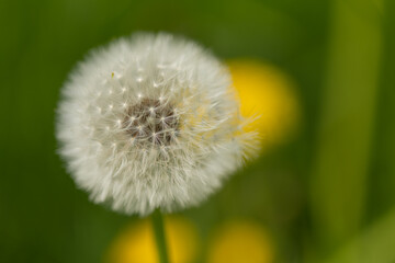 blowball, dandelion, taraxacum, heads of seeds, hawkbit, fluffy, background, beautiful, beauty, blossom, blowing, blur, bokeh, close, day, defocused, design, easter, field, flora, floral, flower, fres
