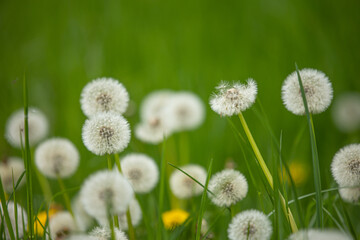 blowball, dandelion, taraxacum, heads of seeds, hawkbit, fluffy, background, beautiful, beauty,...