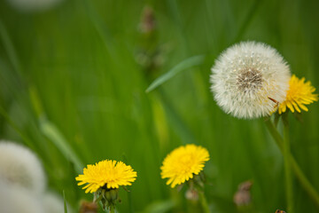 blowball, dandelion, taraxacum, heads of seeds, hawkbit, fluffy, background, beautiful, beauty, blossom, blowing, blur, bokeh, close, day, defocused, design, easter, field, flora, floral, flower, fres