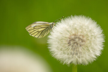 A green-veined white butterfly (pieris napi) on a blowball (taraxacum) with blurry background