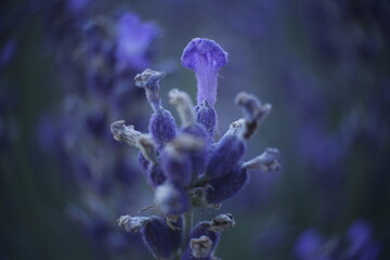 Close up lavender flower